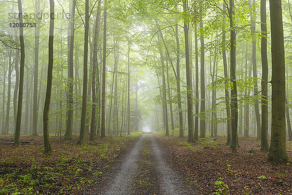 Weg durch einen nebligen Buchenwald im Naturpark Spessart in Bayern  Deutschland