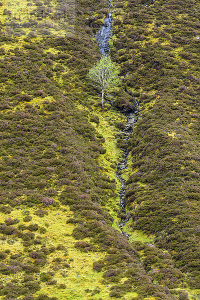 Erhöhte Ansicht von Sträuchern und einem Baum an einem Berghang im Frühling in Schottland  Vereinigtes Königreich
