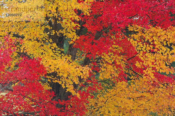 Nahaufnahme eines Ahornbaums (Acer) mit rotem und gelbem Herbstlaub in New Hampshire  Neuengland  USA