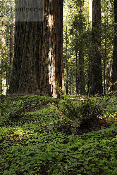 Redwood-Baumstämme und Waldboden in Nordkalifornien  USA