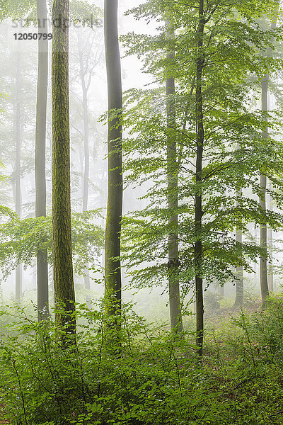 Nahaufnahme von Buchen und Unterholz in einem Wald an einem nebligen Morgen  Naturpark im Spessart  Bayern  Deutschland