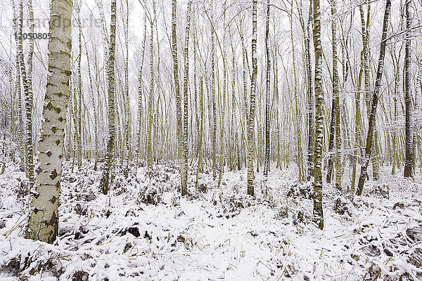 Birkenwald im Winter  Hessen  Deutschland