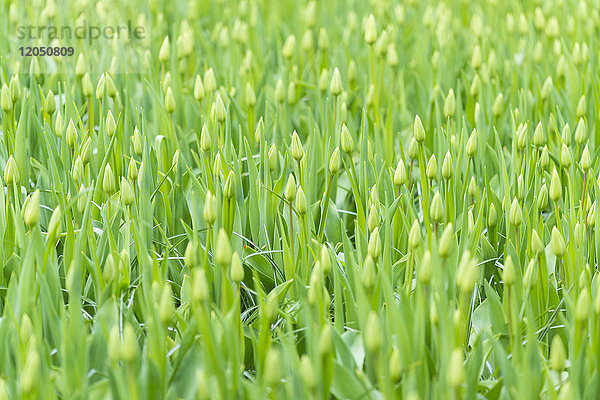 Grüne Tulpenknospen im Frühling in den Keukenhof-Gärten in Lisse  Südholland in den Niederlanden