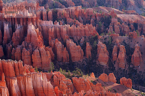 Überblick über die Hoodoos der Claron-Formation bei Sonnenaufgang im Bryce Canyon National Park  Utah  USA