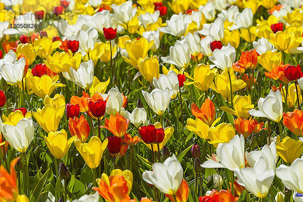 Bunte weiße  orangefarbene und gelbe Tulpen im Frühling in den Keukenhof-Gärten in Lisse  Südholland in den Niederlanden