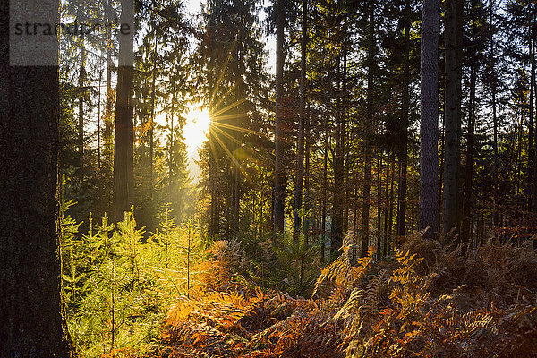 Herbstwald mit Morgensonne  die durch die Bäume im Odenwald in Bayern  Deutschland  scheint