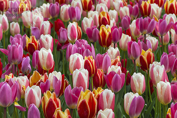 Nahaufnahme von farbenfrohen  bunten Tulpen im Frühling in den Keukenhof-Gärten in Lisse  Südholland in den Niederlanden