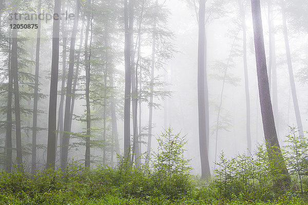 Buchenwald mit Unterholz an einem nebligen Morgen im Naturpark Spessart in Bayern  Deutschland