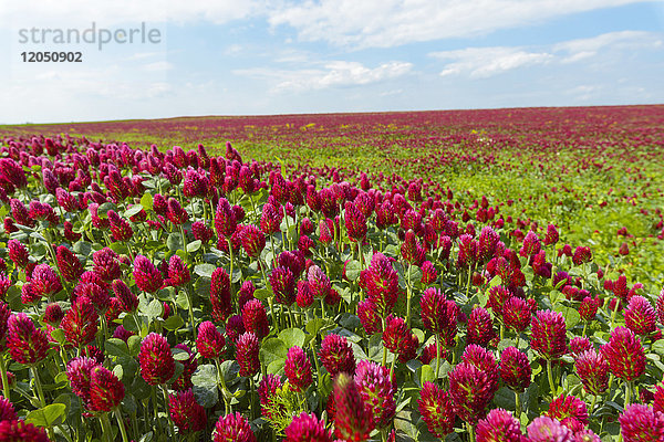 Feld mit Karmesinklee (Trifolium incarnatum) an einem sonnigen Tag im Burgenland  Österreich