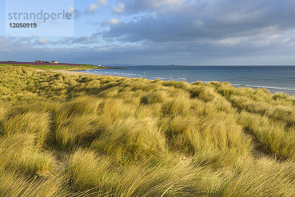 Dünengras am Strand von Bamburgh an der Nordsee in Northumberland  England  Vereinigtes Königreich