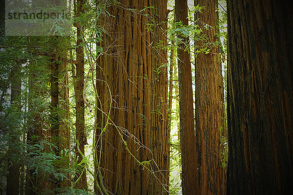 Nahaufnahme von Redwood-Baumstämmen in einem Wald in Nordkalifornien  USA