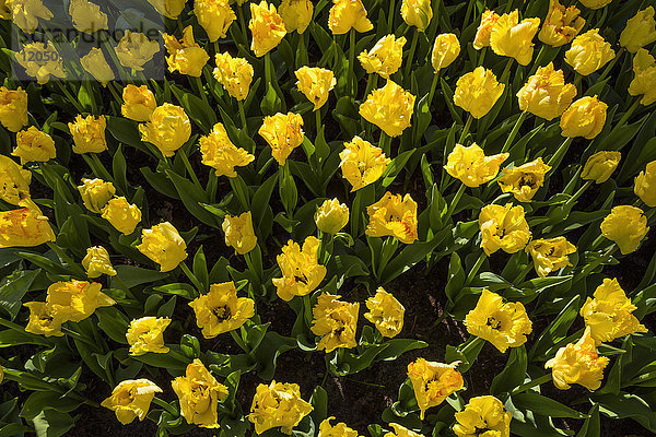 Gelbe Tulpen entfalten sich im Frühling in den Keukenhof-Gärten in Lisse  Südholland in den Niederlanden