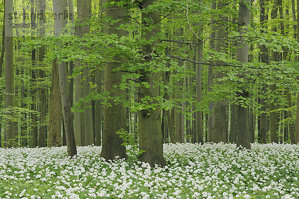Bärlauch (Allium ursinum) in einem Buchenwald (Fagus sylvatica) im Frühjahr im Nationalpark Hainich in Thüringen  Deutschland