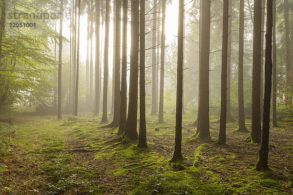 Die Sonne scheint durch den morgendlichen Dunst in einem Nadelwald im hessischen Odenwald  Deutschland