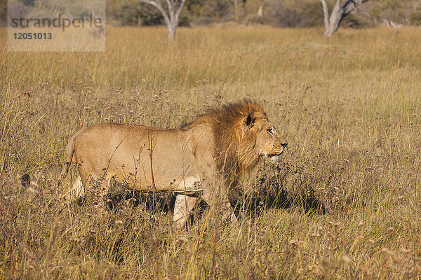 Afrikanischer Löwe (Panthera leo) beim Spaziergang durch hohes Gras im Okavango-Delta in Botswana  Afrika