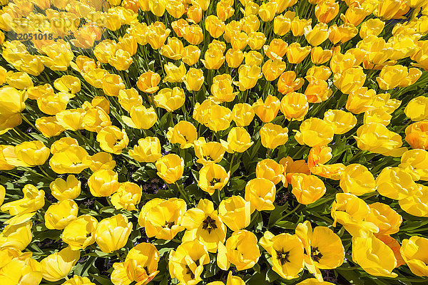 Leuchtend gelbe Tulpen im Frühling in den Keukenhof-Gärten in Lisse  Südholland in den Niederlanden