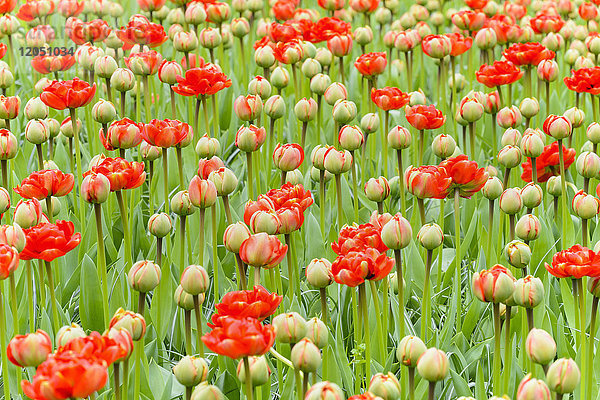 Rote Tulpenknospen  die sich im Frühling in den Keukenhof-Gärten in Lisse  Südholland in den Niederlanden  öffnen