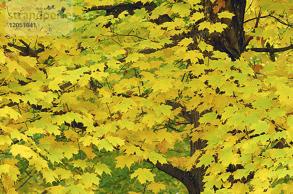 Nahaufnahme eines Ahornbaums (Acer) mit goldenem Herbstlaub in Vermont  USA