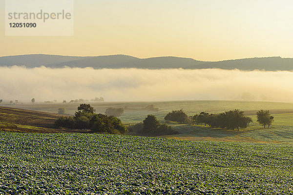 Landschaft mit Morgennebel über den Feldern in der Gemeinde Großheubach in Bayern  Deutschland