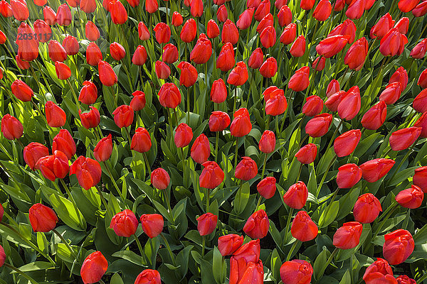 Leuchtend rote Tulpen in den Keukenhof-Gärten im Frühling in Lisse  Südholland in den Niederlanden