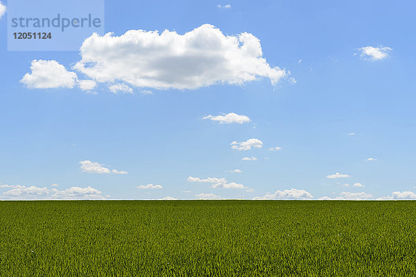 Getreidefeld mit Himmel und Wolken im Frühling  Baden-Württemberg  Deutschland