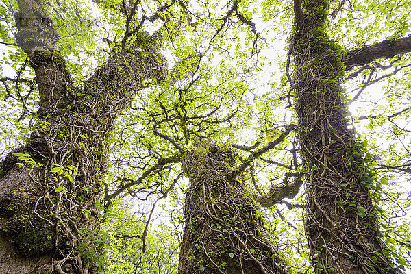 Efeuranken um alte knorrige Baumstämme im Frühling auf der Isle of Skye in Schottland  Vereinigtes Königreich