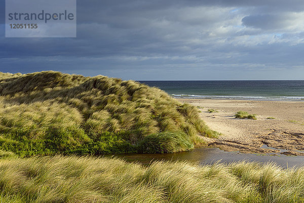 Wind bläst das Dünengras mit einem kleinen Fluss am Strand von Bamburgh  Nordsee in Northumberland  England  Vereinigtes Königreich