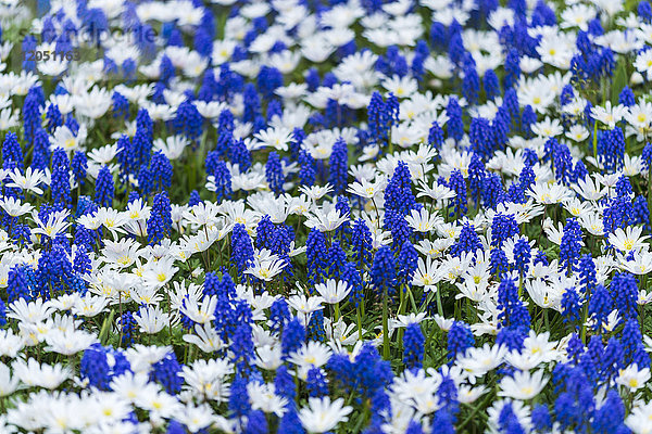 Blaue Traubenhyazinthe und weißes Gänseblümchen im Frühling in den Keukenhof-Gärten in Lisse  Südholland in den Niederlanden