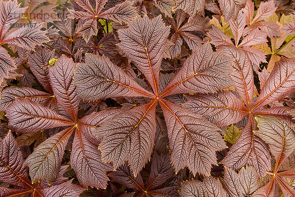 Nahaufnahme der Pflanze Giant saxifragaceae (Rodgersia podophylla) in Dunvegan auf der Isle of Skye  Schottland