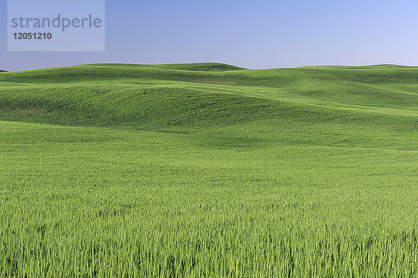 Grünes Weizenfeld und blauer Himmel in der Palouse-Region bei Colfax im Whitman County  Bundesstaat Washington  USA