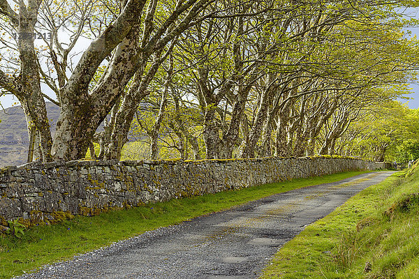 Von Bäumen gesäumte Straße mit Steinmauer auf der Isle of Skye in Schottland  Vereinigtes Königreich