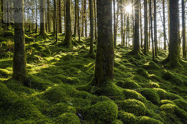 Moosbewachsener Boden und Baumstämme in einem Nadelwald  durch den die Sonne scheint  am Loch Awe in Argyll und Bute in Schottland