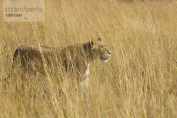 Afrikanische Löwin (Panthera leo) beim Spaziergang durch das hohe Gras im Okavango-Delta in Botswana  Afrika