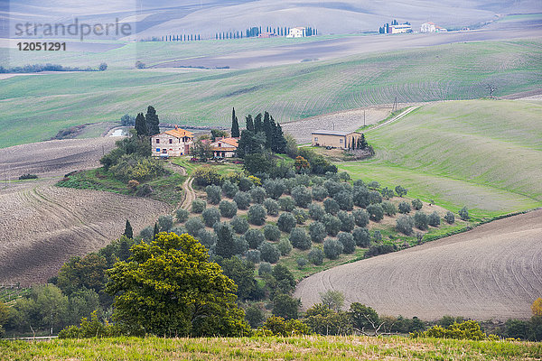 Eine idyllische Toskana-Landschaft mit sanften grünen Hügeln  kleinen Olivenhainen und privaten Steinvillen in der Nähe von Castiglione D'orcia; Toskana  Italien