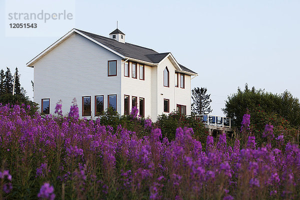 Wohnhaus umgeben von Fireweed auf Diamond Ridge  Homer  Süd-Zentral-Alaska  USA