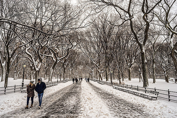 Schneebedeckte Bäume in der Mall  Central Park; New York City  New York  Vereinigte Staaten Von Amerika