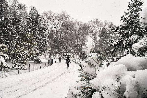 Blizzard Bedingungen in der Arthur Ross Pinetum  Central Park; New York City  New York  Vereinigte Staaten von Amerika