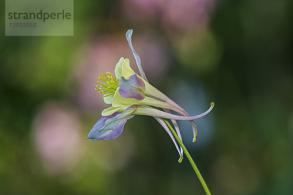 Eine Akelei (Aquilegia) blüht in einem bunten Garten; Astoria  Oregon  Vereinigte Staaten von Amerika