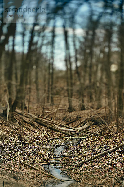 Ein Bach fließt durch einen Wald im Winter mit Baumzweigen und toten Blättern  die den Waldboden verschmutzen; Toronto  Ontario  Kanada