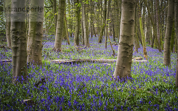 Blauglocken (Hyacinthoides)  die auf dem Waldboden wachsen; West Bretton  West Yorkshire  England