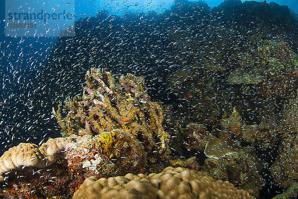Ein großer Schwarm winziger Fische schwimmt auf dem Riff; Moalboal  Cebu  Central Visayas  Philippinen