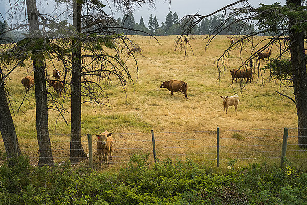 Kühe grasen auf einem Feld mit gelbem Gras  eine Kuh steht am Zaun und schaut in die Kamera; Golden  British Columbia  Kanada