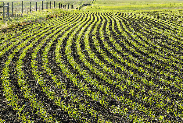 Linien einer früh wachsenden Getreidepflanze in einem hügeligen Feld; Beiseker  Alberta  Kanada
