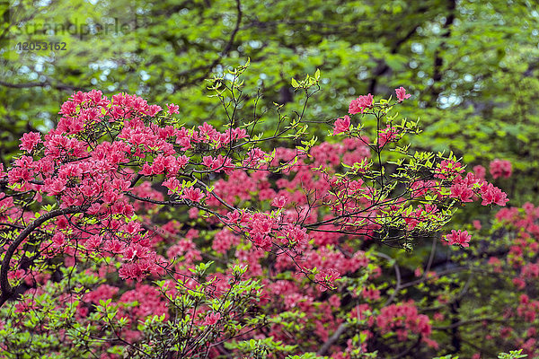 Azaleen und Rhododendron (Ericaceae)  New York Botanical Garden; Bronx  New York  Vereinigte Staaten von Amerika