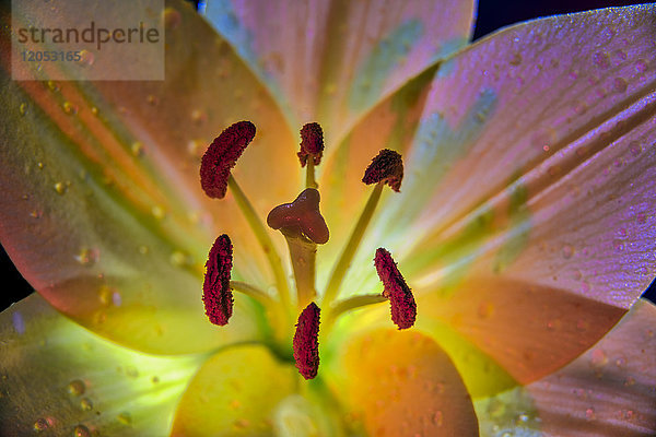 Hinterleuchtete Lilie (Liliaceae) Im Studio; New York  Vereinigte Staaten Von Amerika