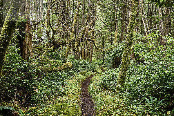 Üppiges Blattwerk in einem gemäßigten Regenwald  Cape Scott Provincial Park; British Columbia  Kanada