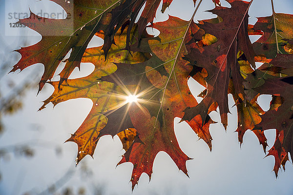 Sonne  die durch herbstlich gefärbte Eichenblätter (Fagaceae) (Quercus Rubra) scheint  Central Park; New York City  New York  Vereinigte Staaten von Amerika