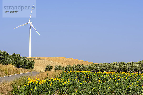 Windgenerator mit Sonnenblumen (Helianthus Annuus) in einer ländlichen Landschaft; Campillos  Malaga  Andalusien  Spanien