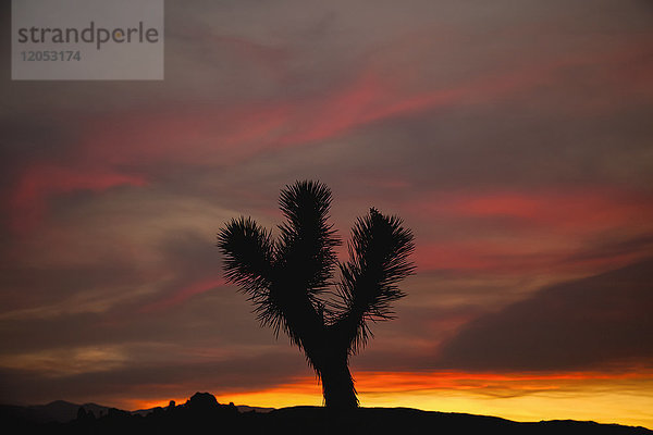 Lone Joshua Tree (Yucca Brevifolia) Silhouette gegen eine bunte Himmel kurz nach Sonnenuntergang in Joshua Tree National Park; Kalifornien  Vereinigte Staaten von Amerika