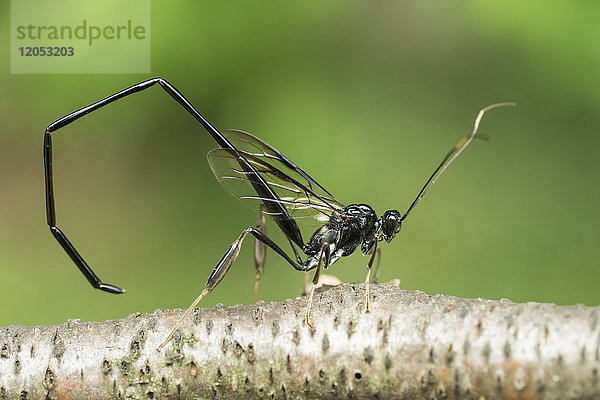 Nahaufnahme eines amerikanischen Peleciniden (pelecinus polyturator)  der auf einem Ast krabbelt; Redbridge  Ontario  Kanada